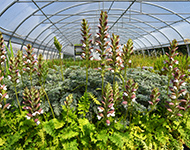 Service horticole de la Ville de Lyon à Cibeins