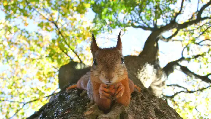 Intelligences animales et végétales