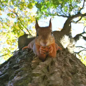 Intelligences animales et végétales
