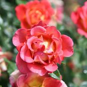 Des roses au parc de la Tête d'or